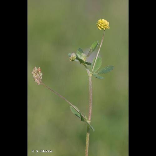 <i>Medicago lupulina</i> L., 1753 © S. Filoche