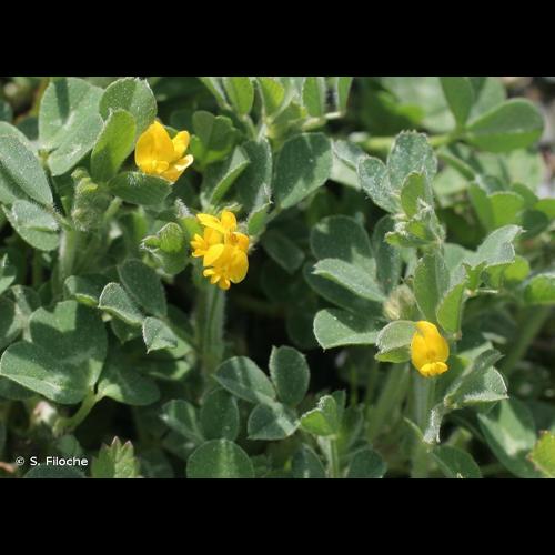 <i>Medicago minima</i> (L.) L., 1754 &copy; S. Filoche