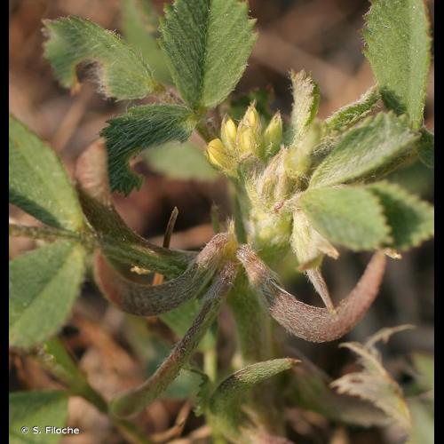 <i>Medicago monspeliaca</i> (L.) Trautv., 1841 © S. Filoche