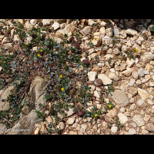 <i>Medicago orbicularis</i> (L.) Bartal., 1776 &copy; P. Rouveyrol