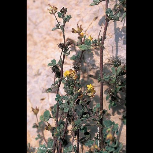 <i>Medicago polymorpha</i> L., 1753 &copy; S. Filoche