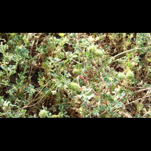 <i>Medicago rigidula</i> (L.) All., 1785 © R. Poncet