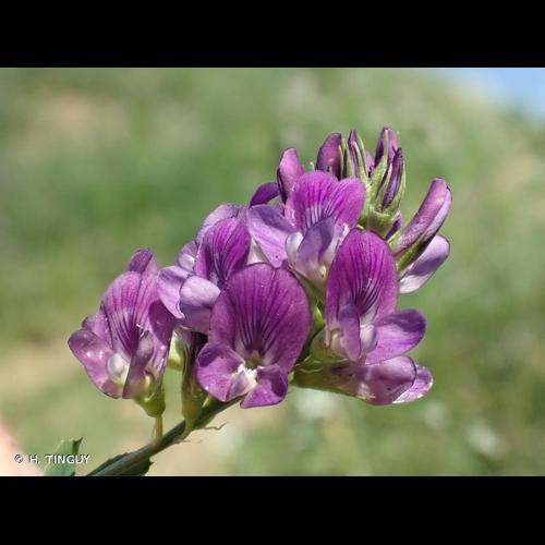 <i>Medicago sativa</i> L., 1753 © H. TINGUY
