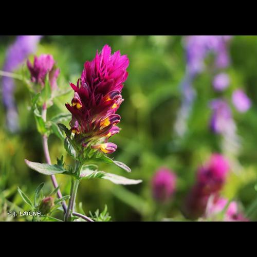 <i>Melampyrum arvense</i> L., 1753 © J. LAIGNEL