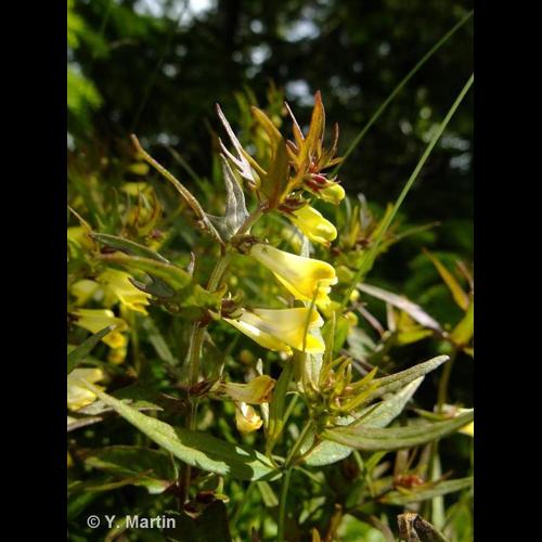 <i>Melampyrum pratense</i> L., 1753 © NULL