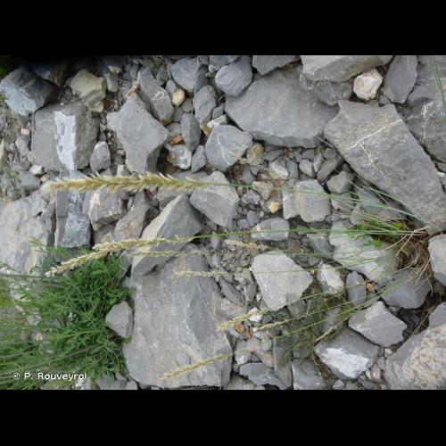 <i>Melica amethystina</i> Pourr., 1788 © P. Rouveyrol