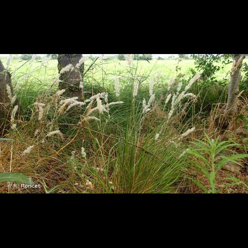 <i>Melica ciliata</i> L., 1753 &copy; R. Poncet
