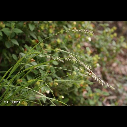 <i>Melica nutans</i> L., 1753 © S. Filoche