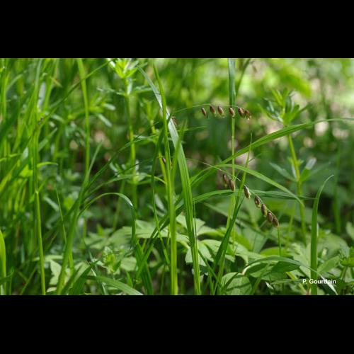 <i>Melica uniflora</i> Retz., 1779 © P. Gourdain