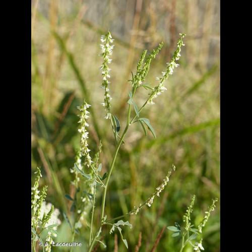 <i>Melilotus albus</i> Medik., 1787 © A. Lacoeuilhe
