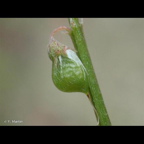 <i>Melilotus altissimus</i> Thuill., 1799 © Y. Martin