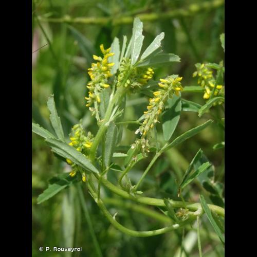 <i>Melilotus indicus</i> (L.) All., 1785 &copy; P. Rouveyrol