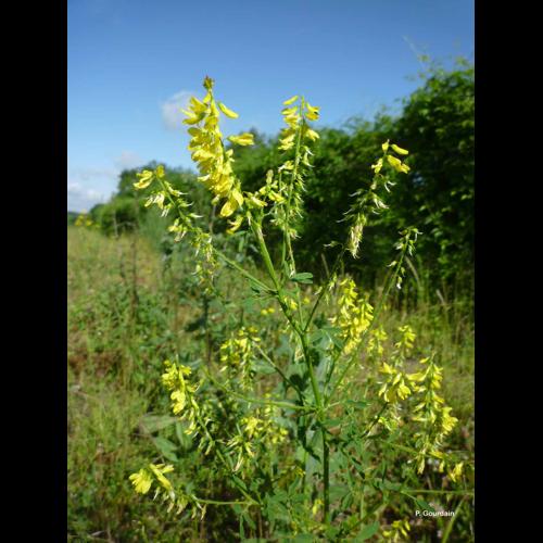 <i>Melilotus officinalis</i> (L.) Lam., 1779 © P. Gourdain
