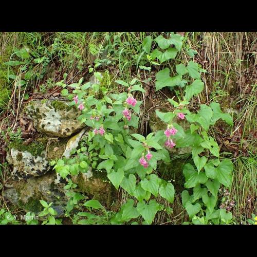 <i>Melittis melissophyllum</i> L., 1753 &copy; NULL