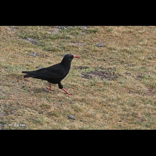 <i>Pyrrhocorax pyrrhocorax</i> (Linnaeus, 1758) © M. Bartoli