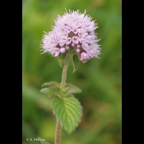 <i>Mentha aquatica</i> L., 1753 &copy; S. Filoche