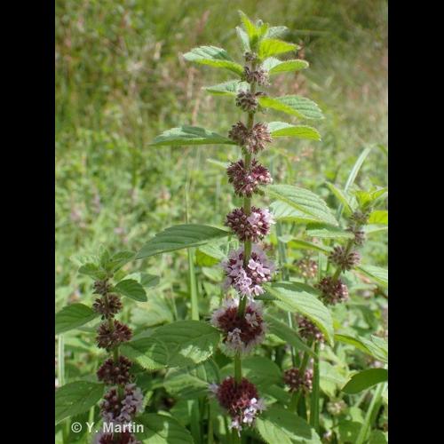 <i>Mentha arvensis</i> L., 1753 &copy; NULL