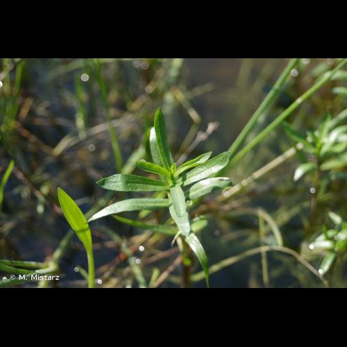 <i>Mentha cervina</i> L., 1753 © M. Mistarz