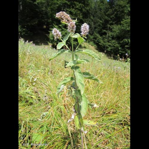 <i>Mentha longifolia</i> (L.) Huds., 1762 &copy; P. Rouveyrol