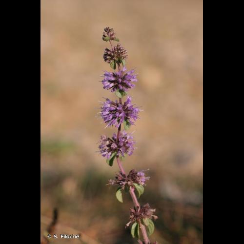 <i>Mentha pulegium</i> L., 1753 © S. Filoche