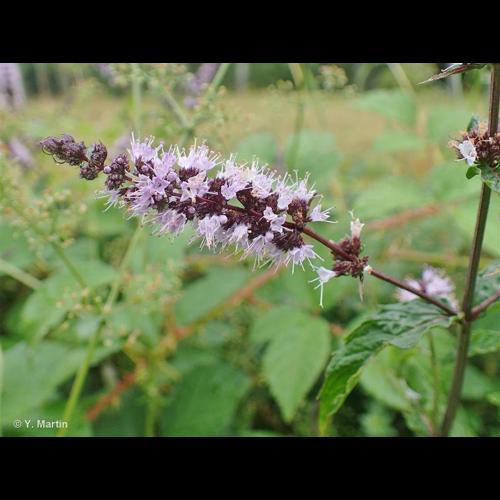 <i>Mentha spicata</i> L., 1753 &copy; NULL