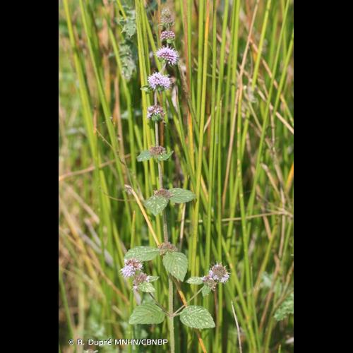 <i>Mentha </i>x<i> verticillata</i> L., 1759 &copy; R. Dupré MNHN/CBNBP