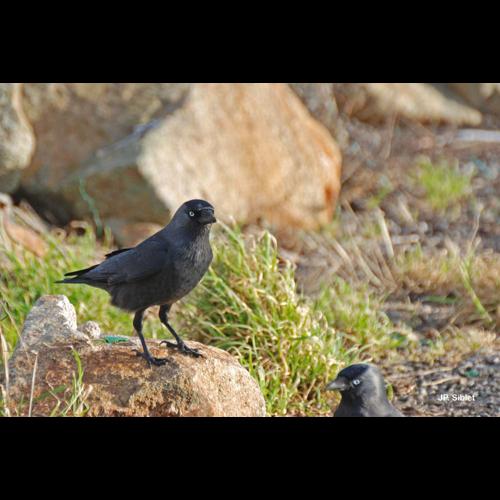<i>Corvus monedula</i> Linnaeus, 1758 &copy; J.P. Siblet
