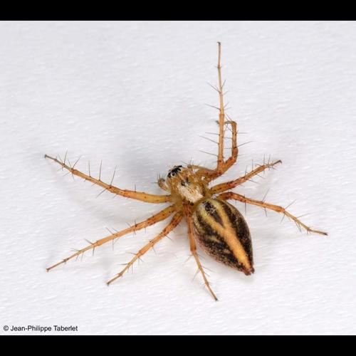 <i>Oxyopes lineatus</i> Latreille, 1806 © NULL