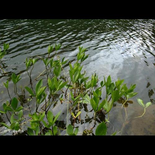 <i>Menyanthes trifoliata</i> L., 1753 © NULL