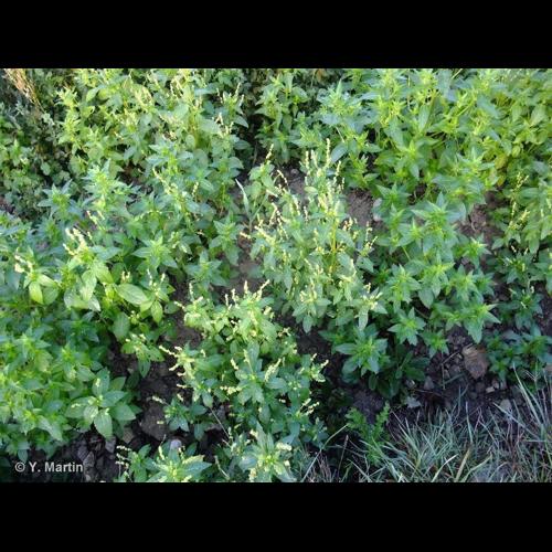 <i>Mercurialis annua</i> L., 1753 &copy; NULL