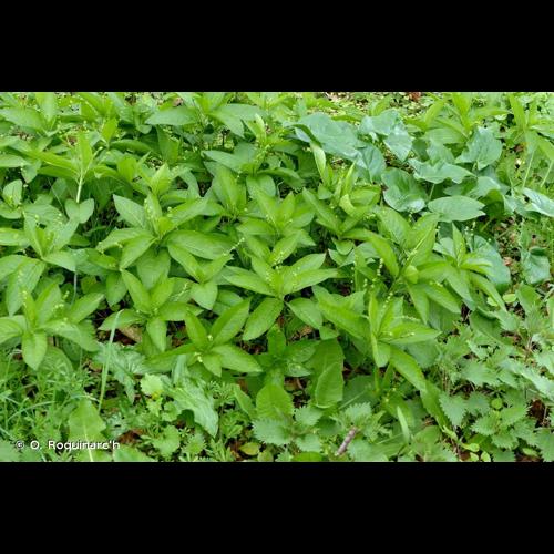 <i>Mercurialis perennis</i> L., 1753 © O. Roquinarc'h