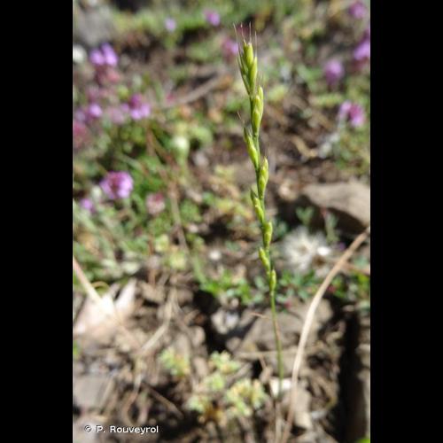 <i>Micropyrum tenellum</i> (L.) Link, 1844 © P. Rouveyrol