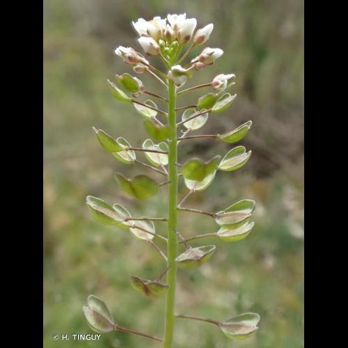<i>Microthlaspi perfoliatum</i> (L.) F.K.Mey., 1973 © H. TINGUY