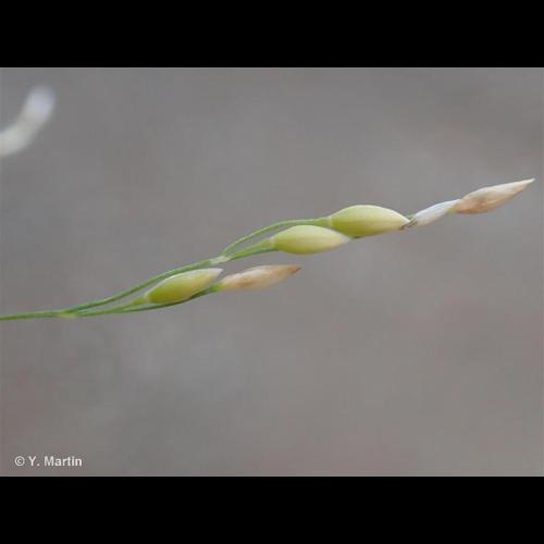 <i>Milium effusum</i> L., 1753 &copy; NULL