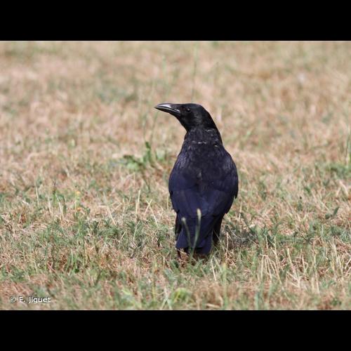 <i>Corvus corone</i> Linnaeus, 1758 © F. Jiguet