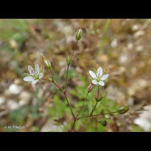 <i>Sabulina tenuifolia</i> (L.) Rchb., 1832 © H. TINGUY