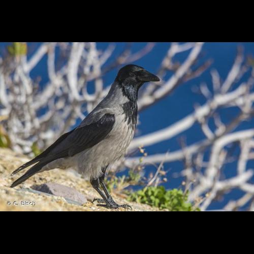 <i>Corvus corone cornix</i> Linnaeus, 1758 © C. Bisch