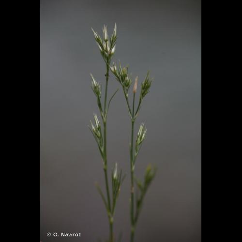 <i>Minuartia rubra</i> (Scop.) McNeill, 1963 © O. Nawrot