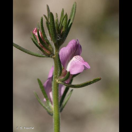 <i>Misopates orontium</i> (L.) Raf., 1840 &copy; S. Filoche