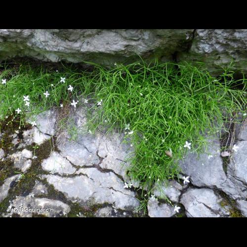 <i>Moehringia muscosa</i> L., 1753 &copy; O. Roquinarc'h