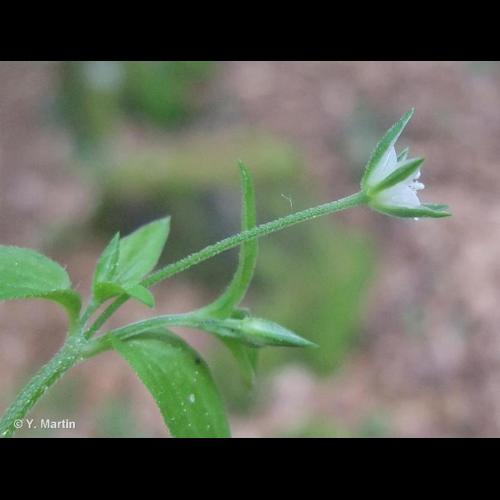 <i>Moehringia trinervia</i> (L.) Clairv., 1811 © NULL