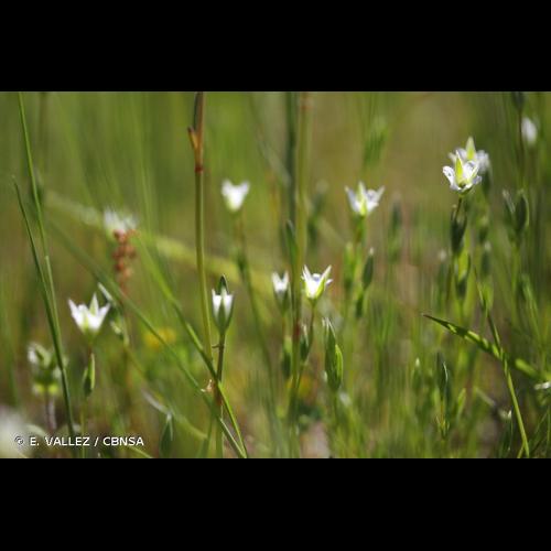 <i>Moenchia erecta</i> (L.) G.Gaertn., B.Mey. & Scherb., 1799 © E. VALLEZ / CBNSA