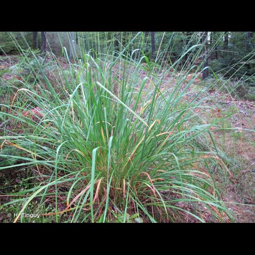 <i>Molinia arundinacea</i> Schrank, 1789 © H. Tinguy