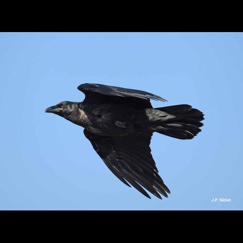 <i>Corvus corax</i> Linnaeus, 1758 &copy; J.P. Siblet