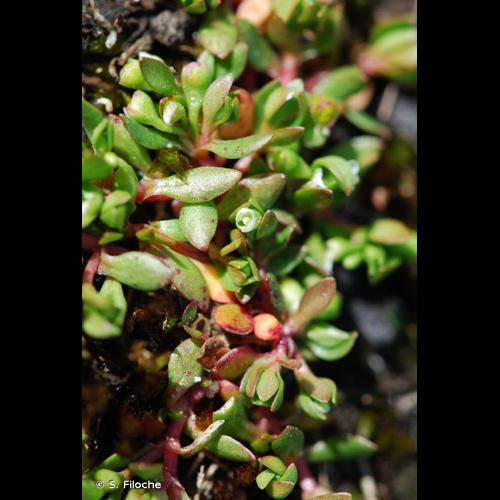 <i>Montia fontana </i>subsp.<i> minor</i> (C.C.Gmel.) Schübl. & G.Martens, 1834 © S. Filoche