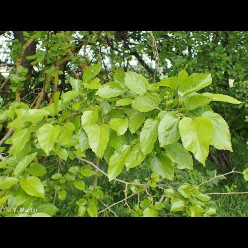 <i>Morus alba</i> L., 1753 © NULL