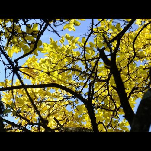 <i>Morus nigra</i> L., 1753 © NULL