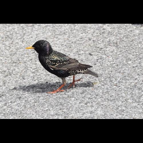 <i>Sturnus vulgaris</i> Linnaeus, 1758 &copy; J.P. Siblet