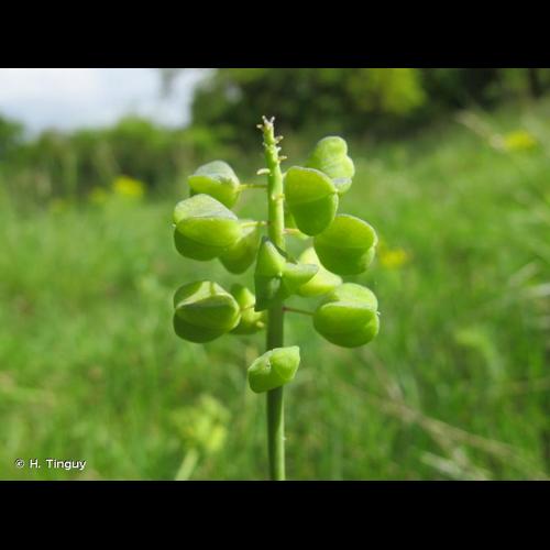 <i>Muscari botryoides</i> (L.) Mill., 1768 © H. Tinguy