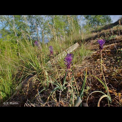 <i>Muscari comosum</i> (L.) Mill., 1768 © NULL